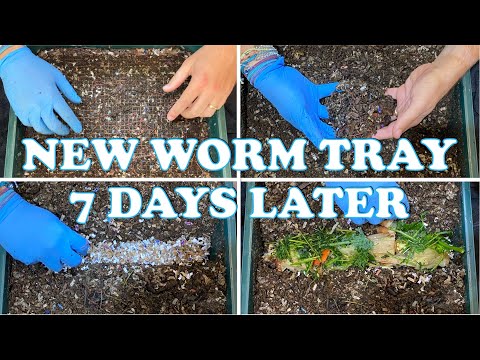Worm Tower 1st Feeding After Harvest Day | Vermicompost Worm Farm