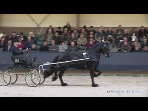 Haike 482 (Arjen x Lute)