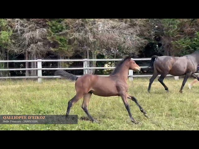 Pouliche SF Catover x Calvaro 