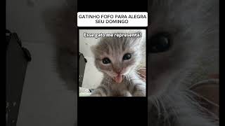 gatinho fofo na sua tela