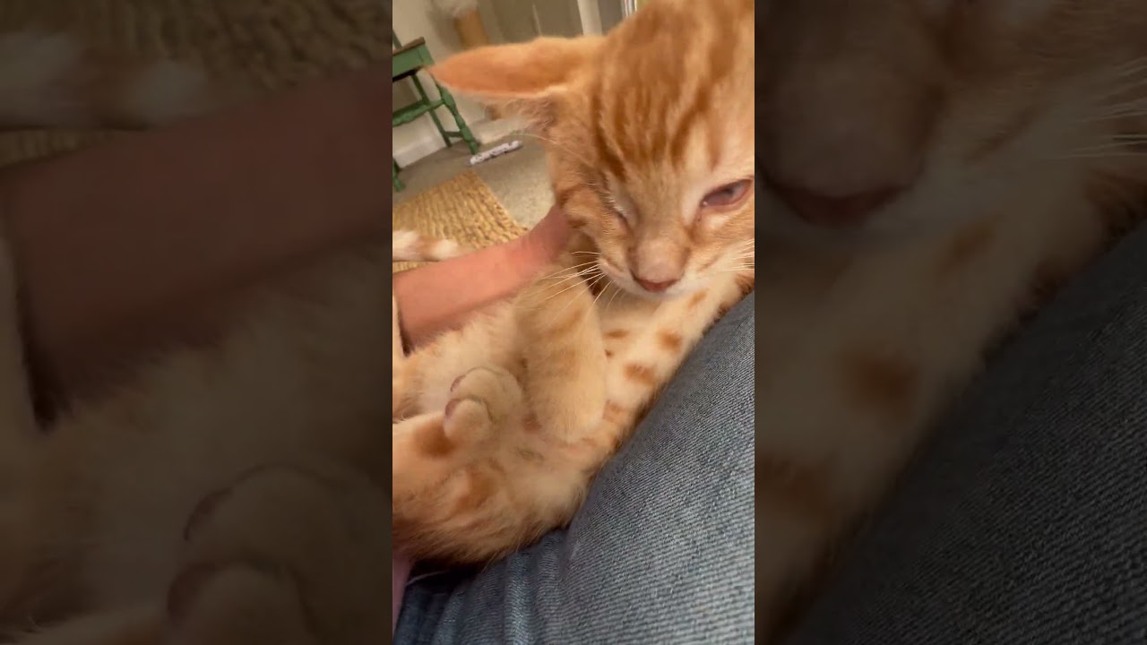 Mulligan - super affectionate one-eyed-wonder baby, a ADOPTABLE Tabby in Neenah, WI video 6/6