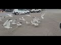 Feeding Seagulls ️ In Habitat For Humanity Parking Lot