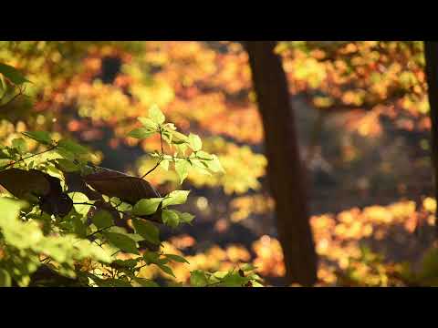 みるたび伊達　秋の霊山