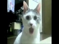 OMG Cat Hears The Thx Sound For The 1st Time