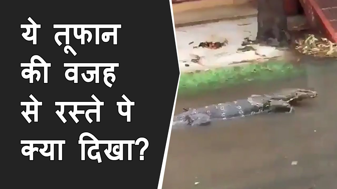 Giant Monitor Lizard in the Flooded Street after Cyclone Yaas | Monitor Lizard on road by Cyclone