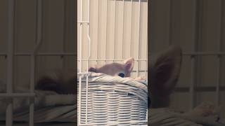 愛犬が遠くから見てる。 #チワワ #family