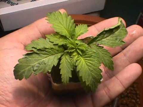 SHANTY CREW SPECIAL DUBPLATE - Nico Different Mudù & Hunza - Semina Special