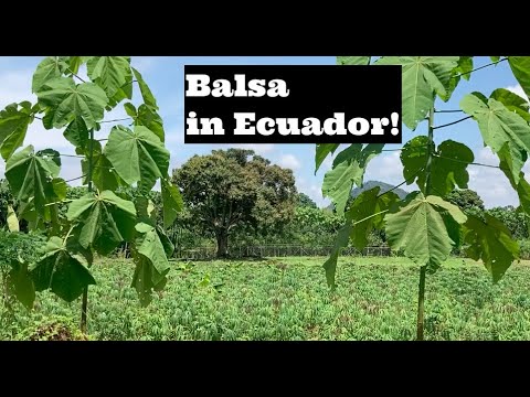 30X your money!: Are Balsa trees the BEST AGRO-investment in Ecuador?