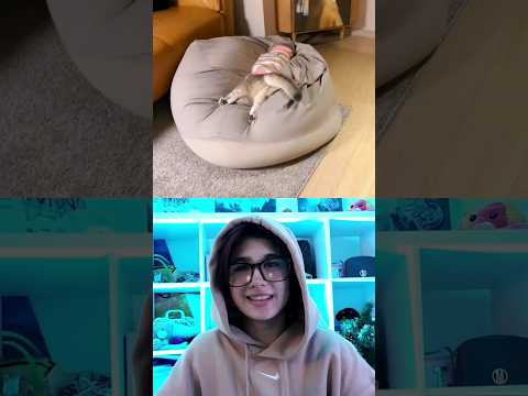 best beanbag hack 🤣 #cat #cats #catshorts #short #shorts