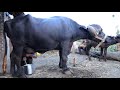 Buffelo Milking Full Video Village Life Style Gujarat India