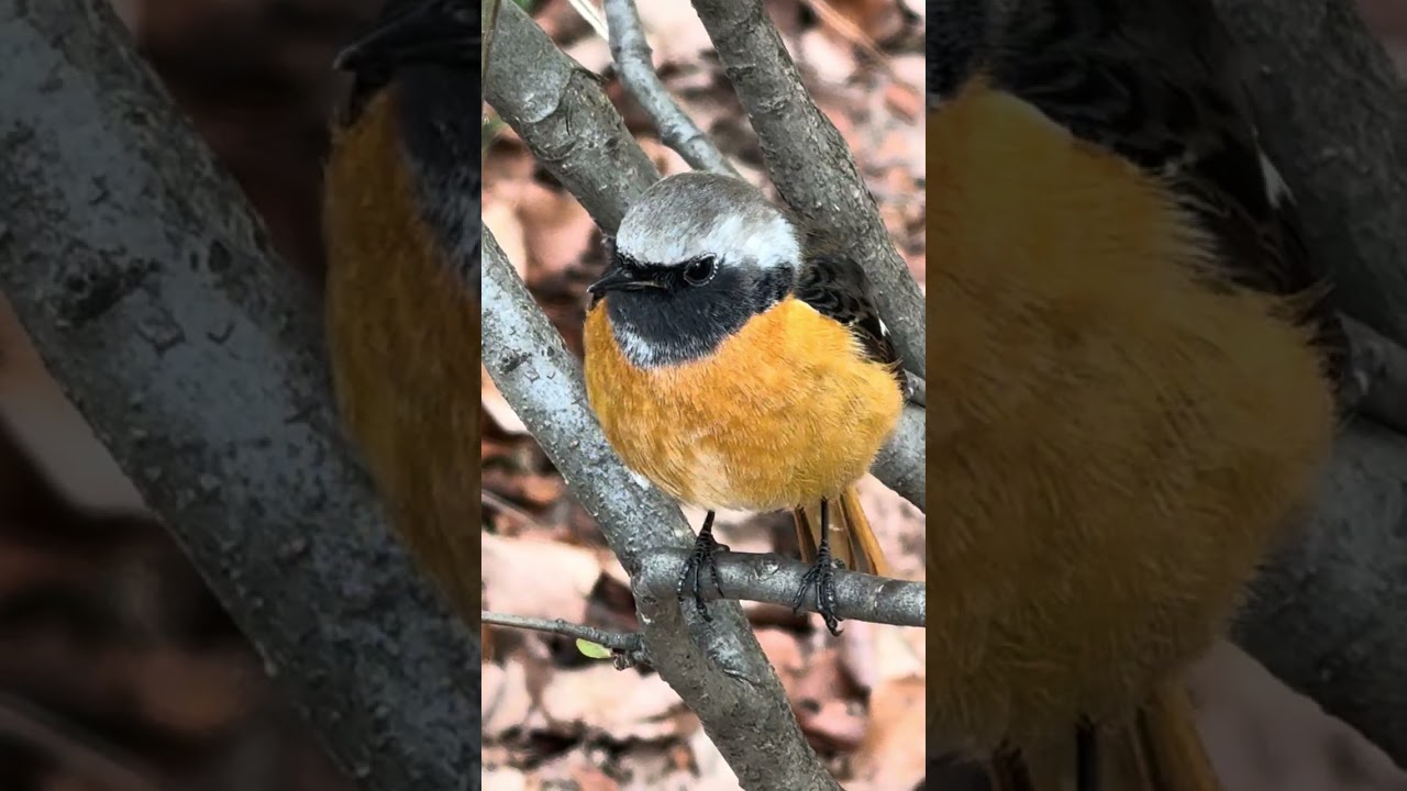 ジョビオちゃん