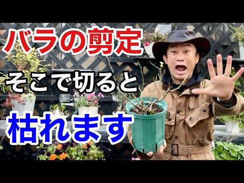 つるバラの低木を剪定する 2022