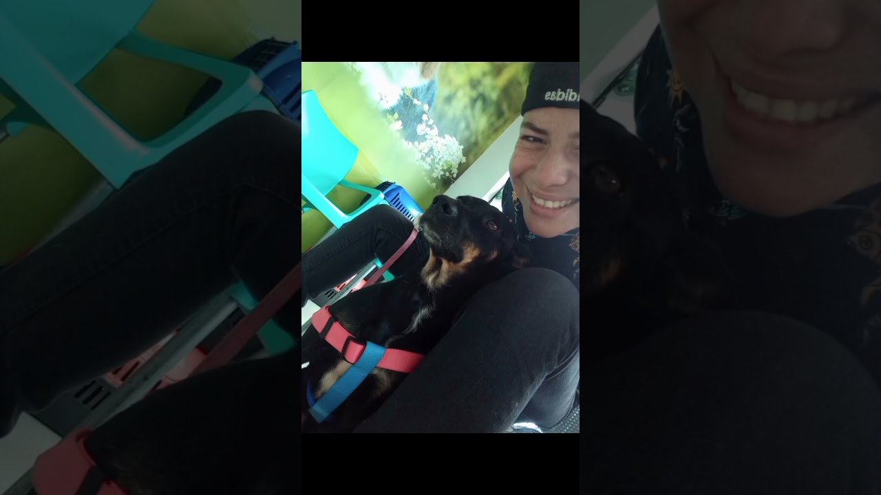 Cachorro raça SRD-ViraLata idade 2 anos nome Mãezinha 