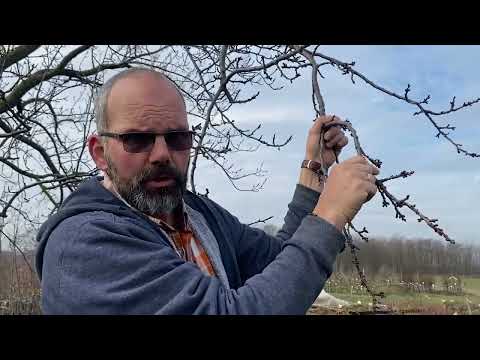 Csodakertész - Rügypattanás