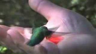 hand feeding a hummingbird through my bedroom window Video