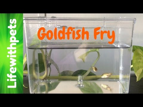 Goldfish Fry From Birth to 4 weeks.