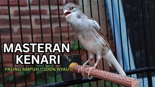 Download lagu Kenari Gacor Ngerol Sampai Tuntas – Cocok untuk Isian & Pancingan Kenari PAUD AGAR BUNYi!! mp3 Download lagu Kenari Gacor Ngerol Sampai Tuntas – Cocok untuk Isian & Pancingan Kenari PAUD AGAR BUNYi!! mp3