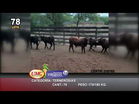 Lote 70 Terneros/as en Juan José Castelli, Chaco