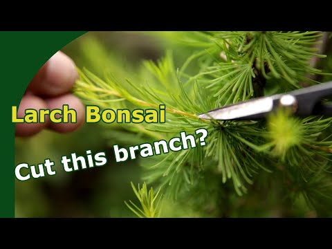Pruning Larch bonsai