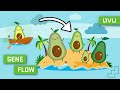 What is Gene Flow?