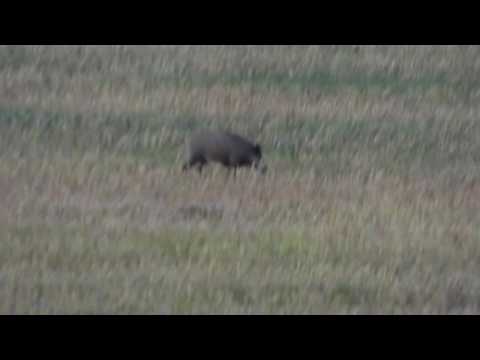 Sečení řepky XII. UT 2016