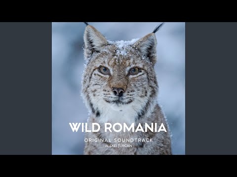 Fly with the wind (feat. Madalina Paval)