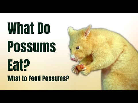 What do possums eat - What to feed possums - Possums Diet