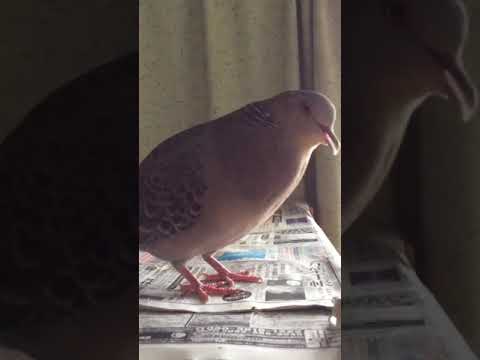 汚染物質の指標としての都市ハト