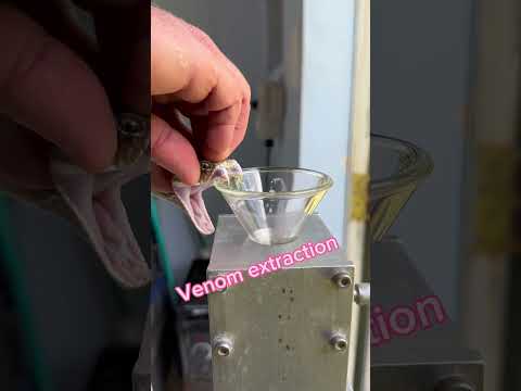 Mojave rattlesnake venom extraction! #venomous #snake #rattlesnake #reptile