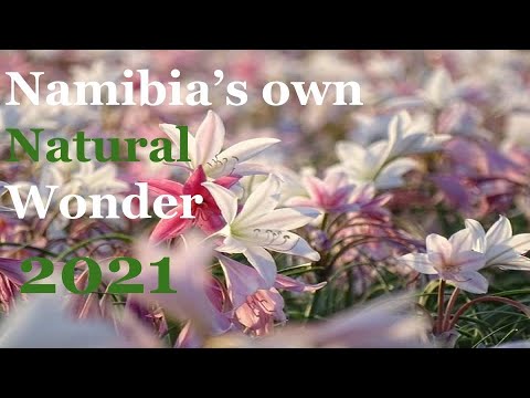 2021 Sandhof Lilies and Rain memories