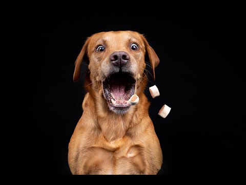 Tipps zur Hundefotografie