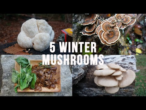5 Winter Mushrooms. Autumn Fall Foraging, and Cooking Edible and Medicinal Mushrooms How to Identify