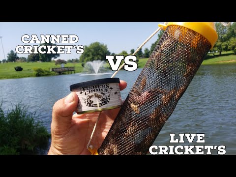 Canned Crickets vs Live Crickets | Bait Testing