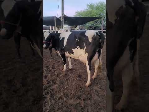 vaca de 30 litros a venda em Alagoinhas (Bahia) 75 998672669