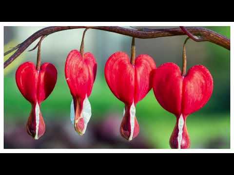 Bleeding Heart Flower