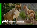 Three Beautiful Dholes Arrive At The Bronx Zoo The Zoo