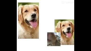 Dallas wants a doggy