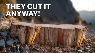 This WAS The Oldest Tree In The World!