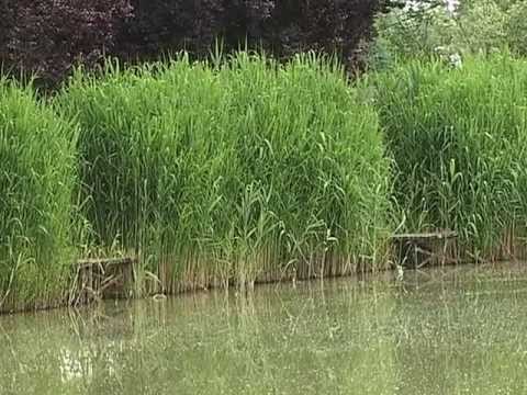 Csali - A Dunakeszi-tőzegtavak