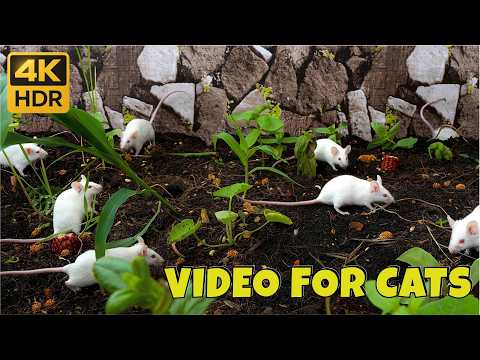 Cat TV 😺 Mice Hiding, Digging & Exploring | 8 Hours of Foraging Fun in 4K HDR for Curious Cats