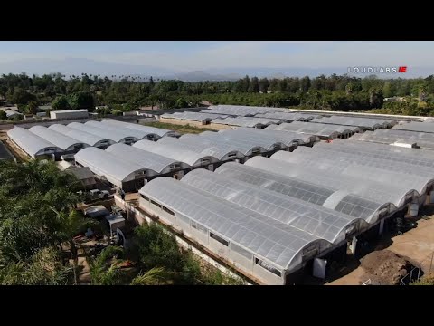 VIDEO: One of largest pot farms busted in Riverside worth $20M I ABC7