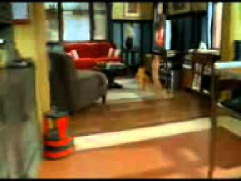 Funny cats, with song babuji jara dhire chalo .