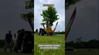 #curiosidade #arvores #trees #tecnologia