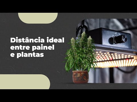 Qual é a distância certa da luz dos painéis de LED no cultivo de Cannabis?