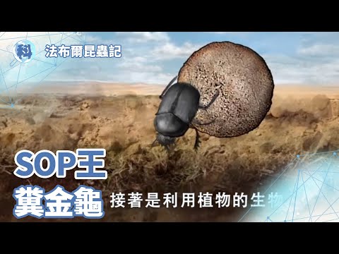 昆蟲界的SOP王－糞金龜【法布爾昆蟲記】_EP02