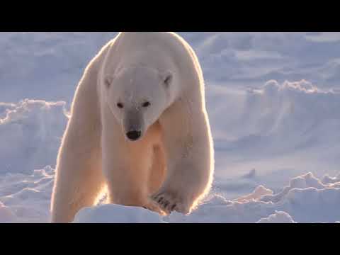 Wildlife photographer Daisy Gilardini on her polar bear photography portfolio.