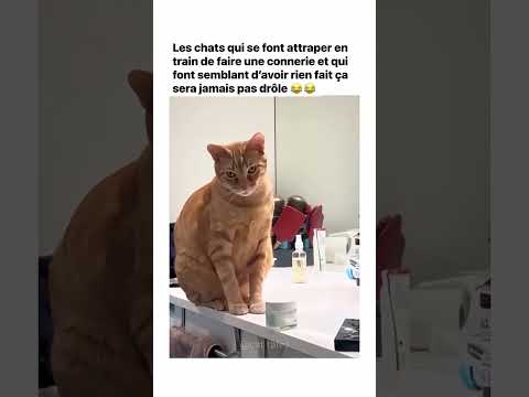Les chats qui se font attraper en train de faireune connerie 😅🐱
