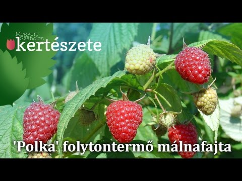 tartalom megtekintése látásélesség kb 1