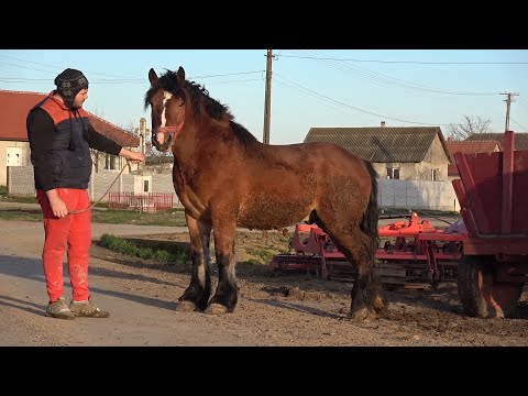 Caii lui Raul de la Craidorolt, Satu Mare - 2023 Nou!!!