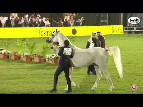 N 216 MARJAN AL ZOBAIR   PSAIAHF 2023   Stallions 10+ Years Old Class 12